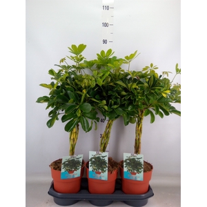 Schefflera arbor. 'Gold Capella'