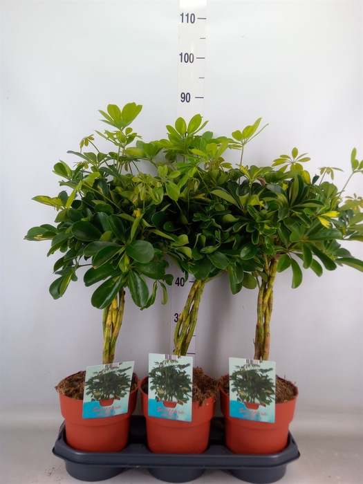 <h4>Schefflera arbor. 'Gold Capella'</h4>