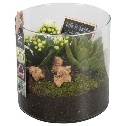 <h4>PTIG6866 Arrangementen kamerplanten</h4>