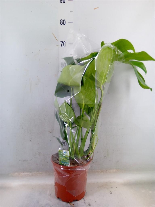 <h4>Monstera delic.</h4>