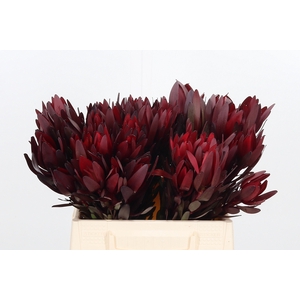 Leucadendron Safari Sunset
