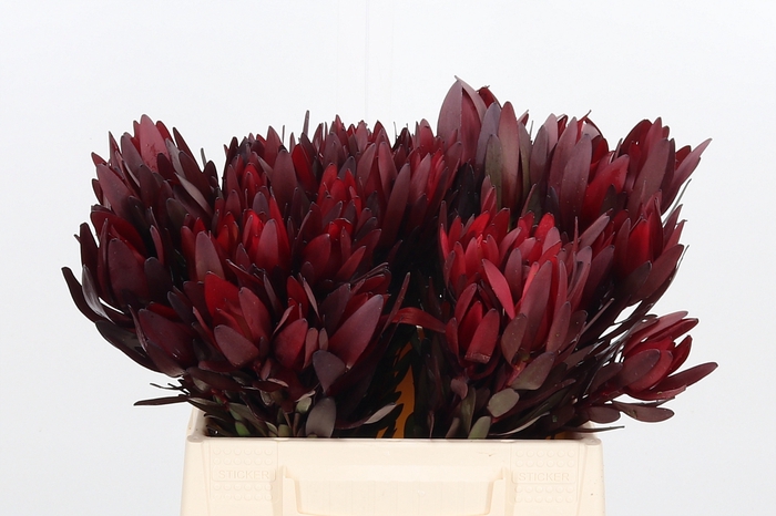 <h4>Leucadendron Safari Sunset</h4>
