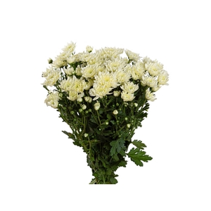 CRISANTEMO ESPERANZA 080 CM