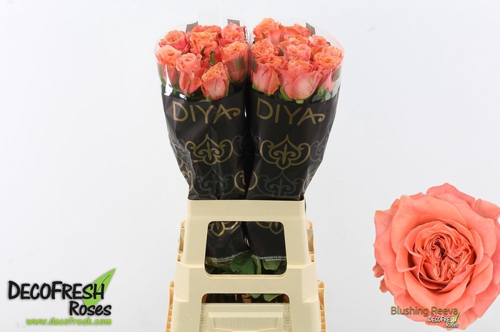 <h4>R Gr Blushing Reeva</h4>