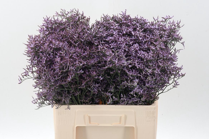 <h4>Lim Saf Lilac</h4>