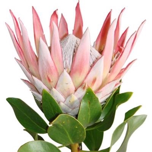 PROTEA CYNAROIDES 50