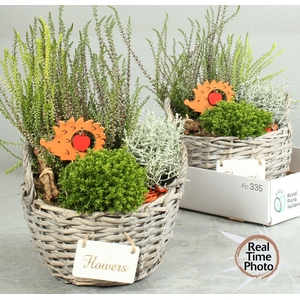 ARR TUINPLANTEN H%