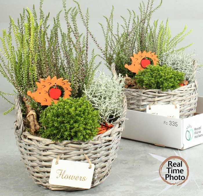 <h4>ARR TUINPLANTEN H%</h4>