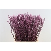 Salix Wilgenkatjes L. Lila Pst
