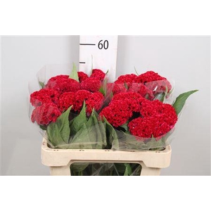 Cel C Reprise Velvet