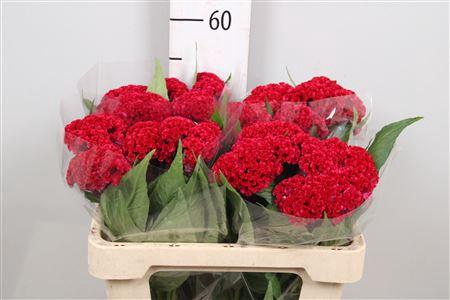 <h4>Cel C Reprise Velvet</h4>