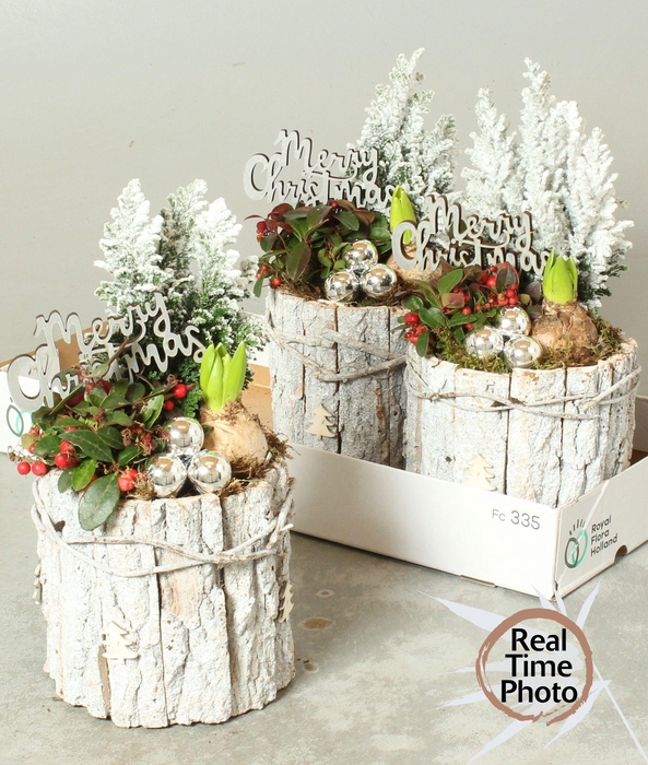 <h4>Arr Tuinplanten</h4>