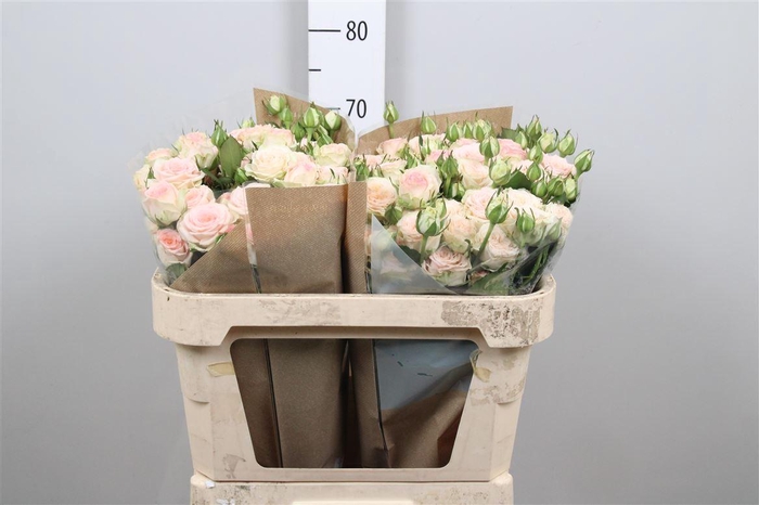 <h4>R Tr Morning Star</h4>