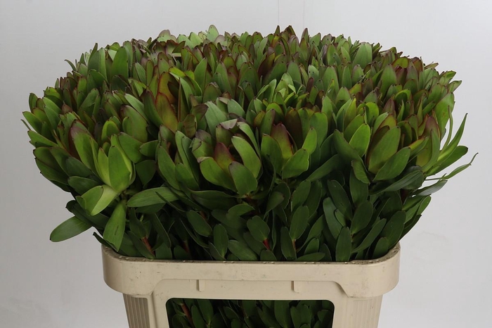 <h4>Leucadendron Goldstrike</h4>