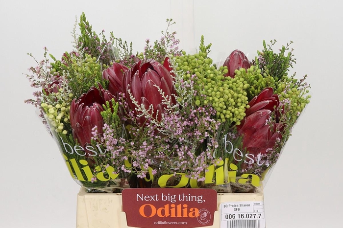 <h4>BQ Protea Sharon SFB</h4>