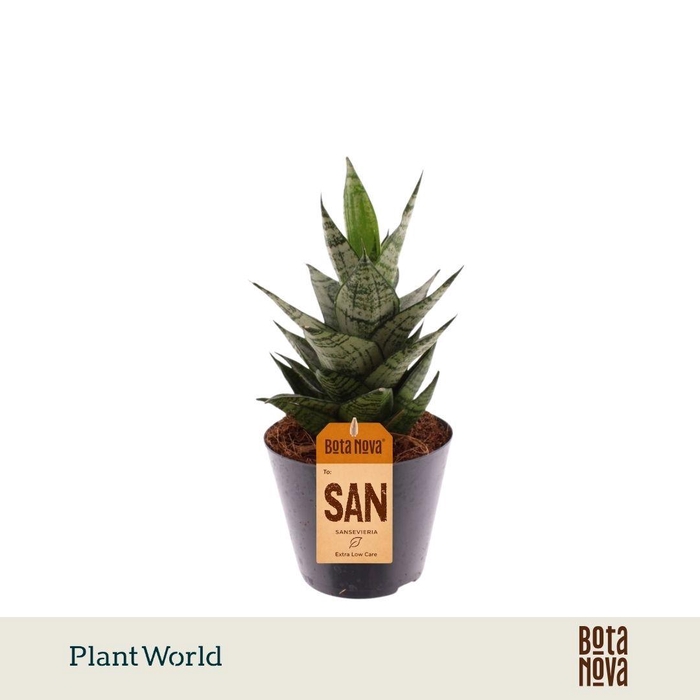 <h4>Sansevieria Ehrendel</h4>
