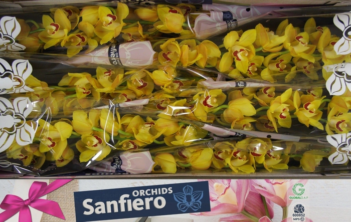 <h4>CYMB T MISS SAIGON</h4>