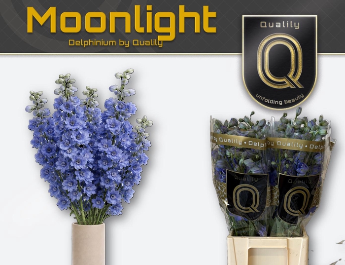 <h4>DELPH DU DELP MOONLI 70CM X40</h4>
