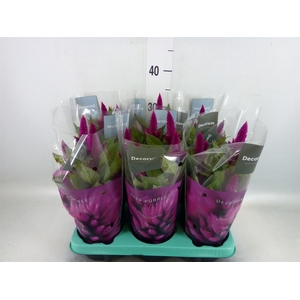 Celosia spic. 'Deep Purple'