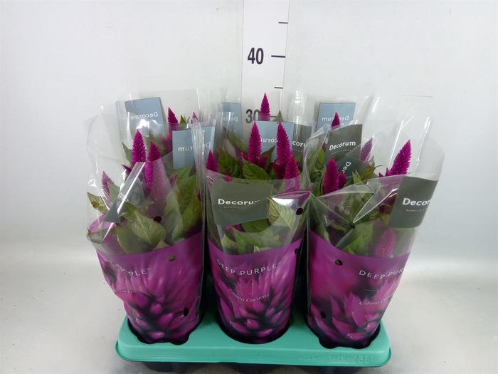 <h4>Celosia spic. 'Deep Purple'</h4>