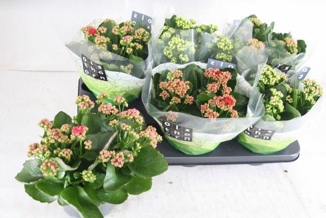 <h4>KAL GE GEM 5 KL</h4>