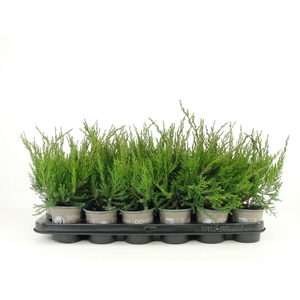 Juniperus x pfitzeriana Mint Julep