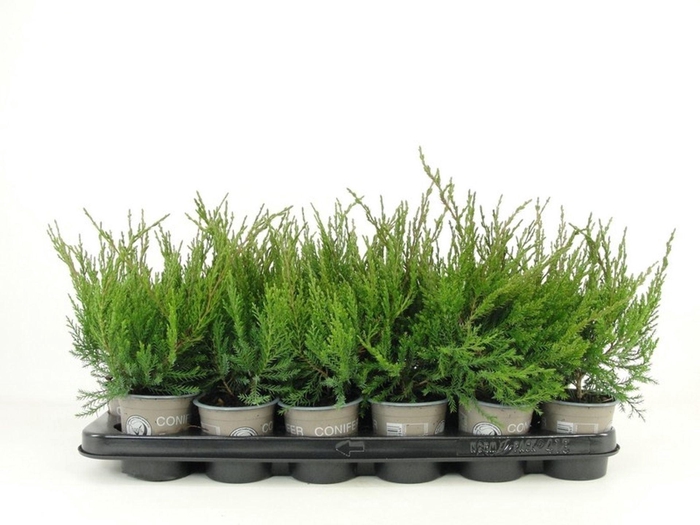 <h4>Juniperus x pfitzeriana Mint Julep</h4>