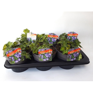 Geranium  'Rozanne'