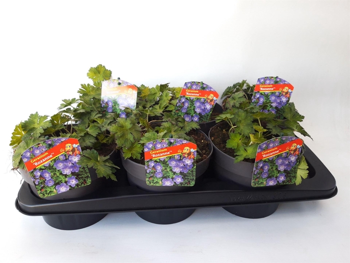 <h4>Geranium  'Rozanne'</h4>