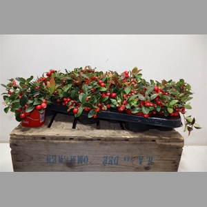 Gaultheria P V Berry