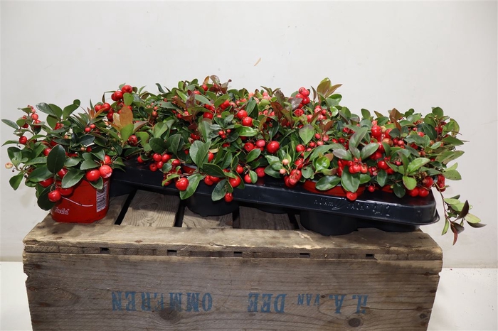 <h4>Gaultheria P V Berry</h4>