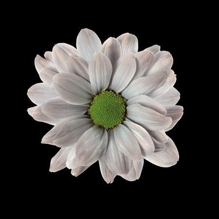 <h4>Chr T Kennedy Grey</h4>