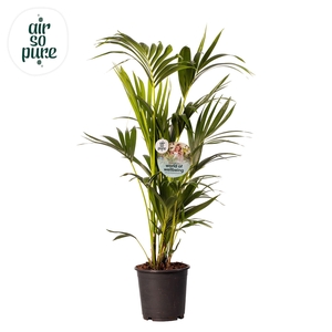 KENTIA - P24 H130 - 6PP - Air So Pure (Howea forsteriana)
