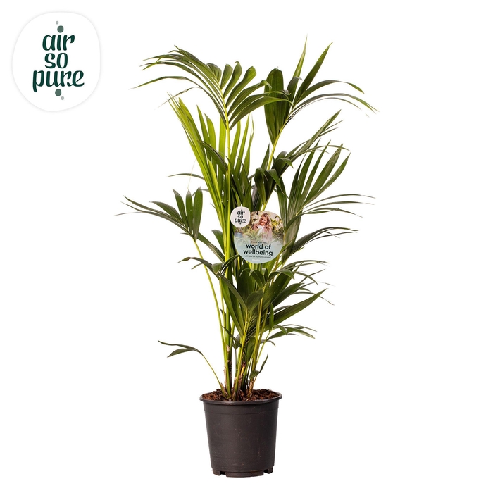 <h4>KENTIA - P24 H130 - 6PP - Air So Pure (Howea forsteriana)</h4>