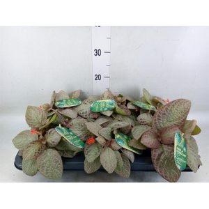 Episcia cupreata 'Tierra Plata'