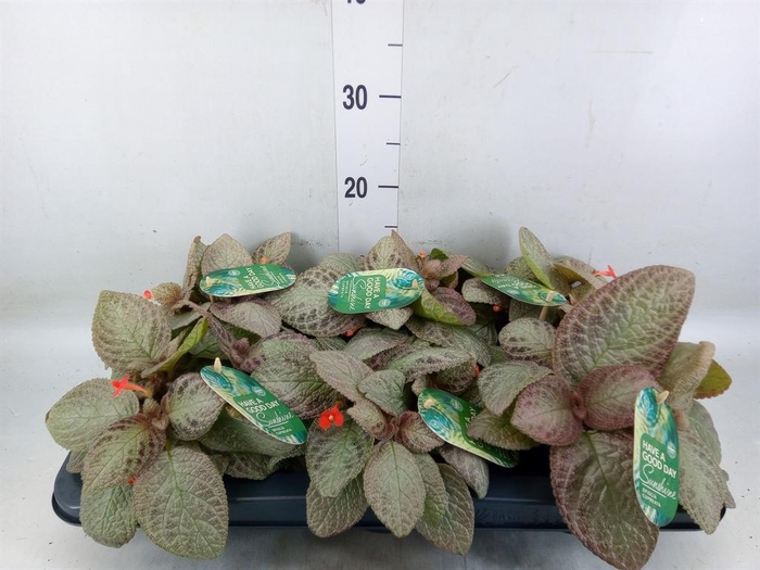 <h4>Episcia cupreata 'Tierra Plata'</h4>