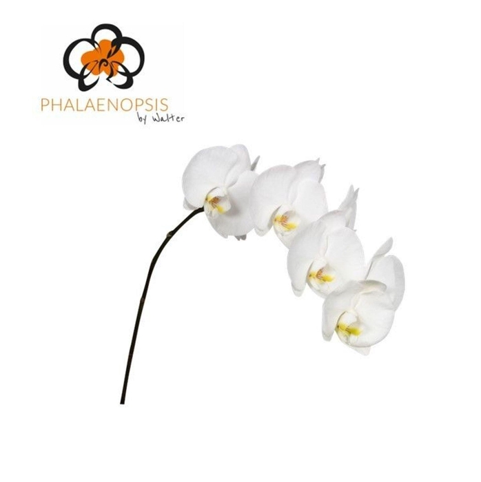 <h4>Phalaenopsis  'Sensation White'</h4>