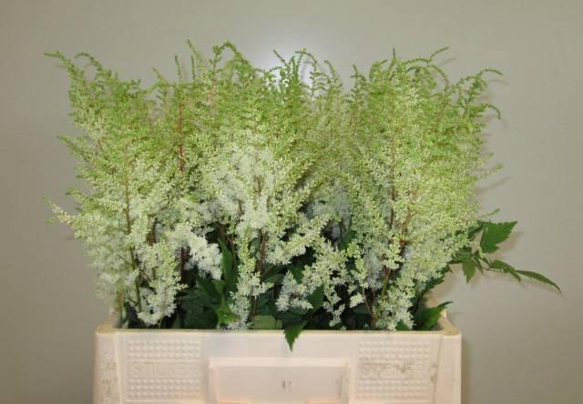 <h4>ASTIL AR DIAMANT</h4>