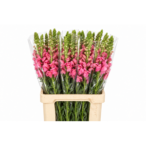 Antirrhinum Potomac Cherry Rose