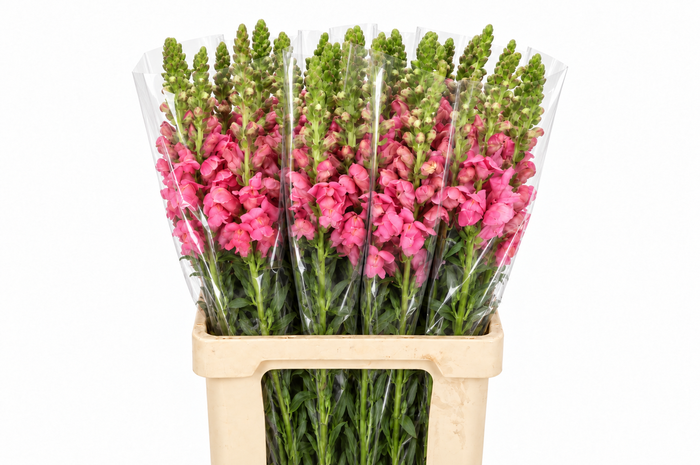 <h4>Antirrhinum Potomac Cherry Rose</h4>