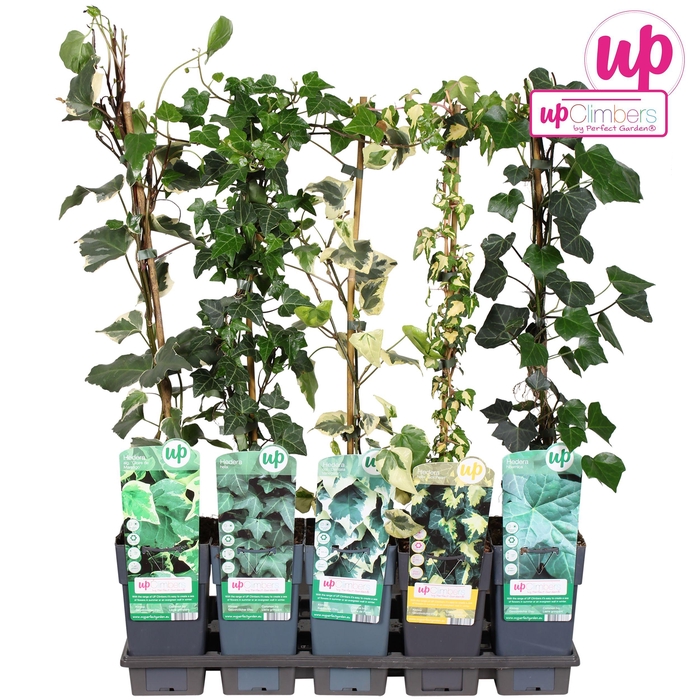 <h4>Hedera mix tray P15</h4>