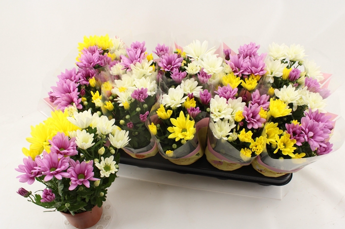 <h4>CHRYS GEM IN POT</h4>