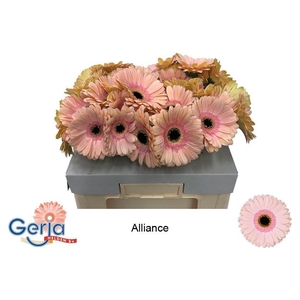 GE GR ALLIANCE