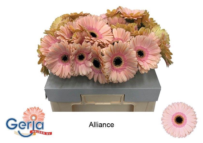 <h4>GE GR ALLIANCE</h4>