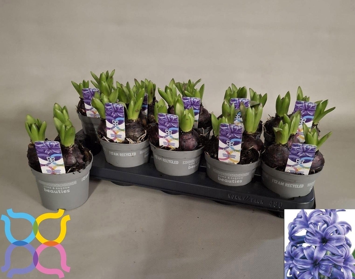 <h4>HYACIN BLUE PEARL</h4>