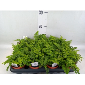 Asplenium  'Parvati'