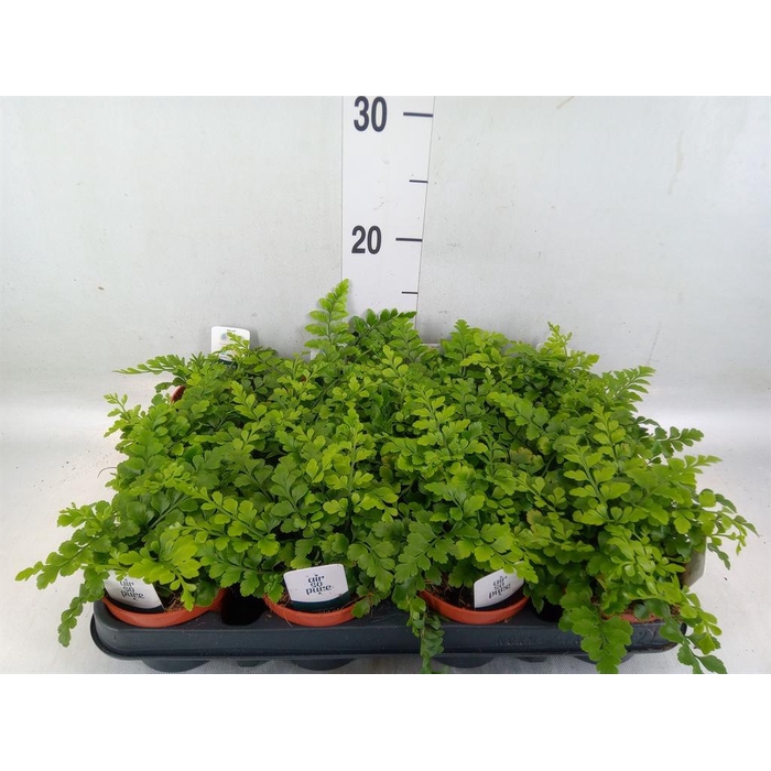 <h4>Asplenium 'Parvati'</h4>