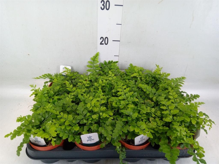 <h4>Asplenium  'Parvati'</h4>