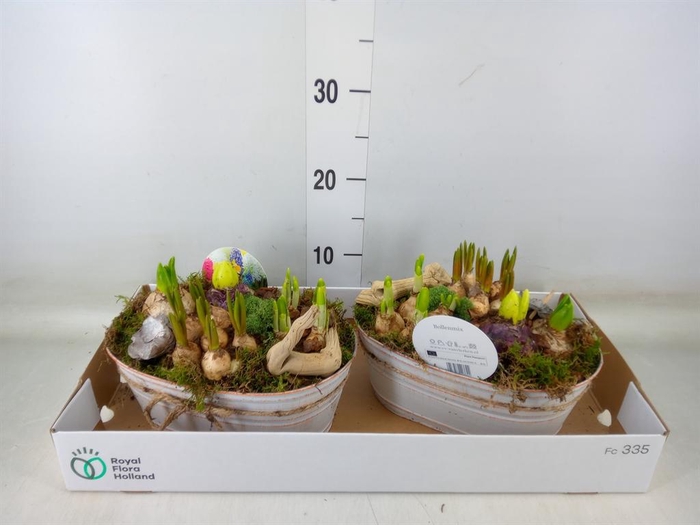 <h4>Arr.   Bol/Knolgewas L%</h4>