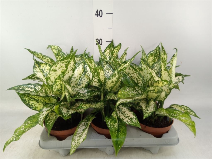<h4>Aglaonema   ...</h4>